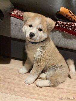 Predam šteniatko Akita inu - 3