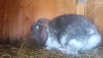 Francúzsky baran - 3