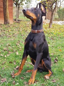 Doberman na krytie - 3