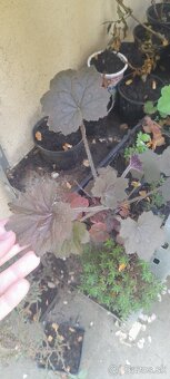 Heuchera bordovo-zelená - SADENICE - 3