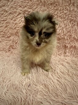 Pomeranian,nemecky spic - 3