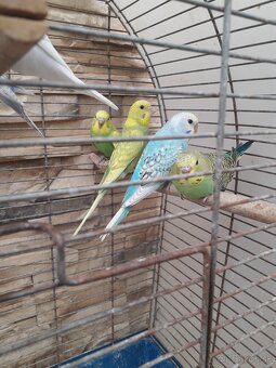 Andulky - 3