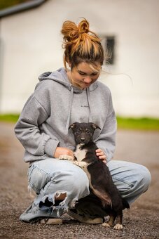 Darujem originálne šteniatka - mix husky / vlčiak / jazvečík - 3