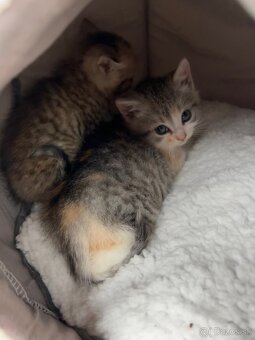 Darujem maciatka - 3