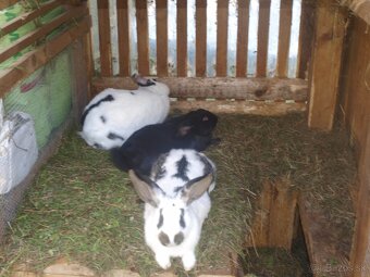 zajace z voľného výbehu a voliéry- ideálne na chov - 3