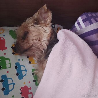 Stráženie psov - 3