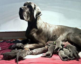 Německá doga modrá s PP - 3