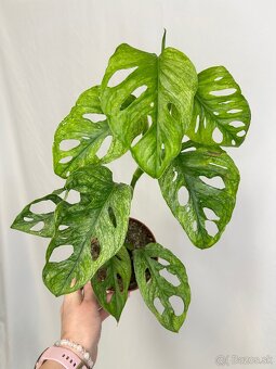 Monstera Adansonii ‘Mint’ - 3