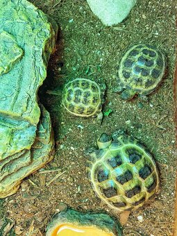 Suchozemská korytnačka - 3