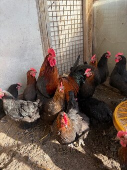 NV Maranska medenokrka - 3