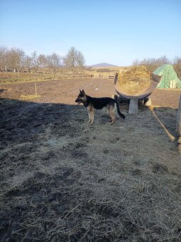 Predám nemecký ovčiak - 3