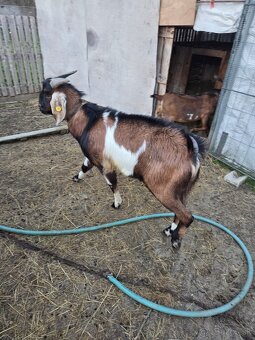 anglonubijsky cap - 3