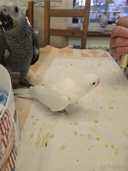 Predám alexander malý - 3