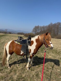 Pony kobylka - 3
