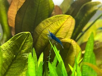 Krevetky neocaridina Blue Dream - 3