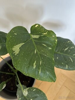 Monstera thai constalation - 3