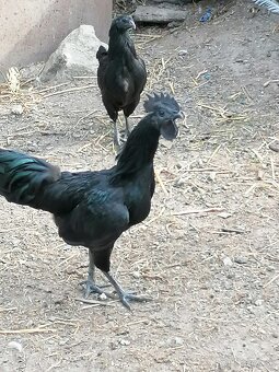 Predam kohuty Ayam Cemani - 3