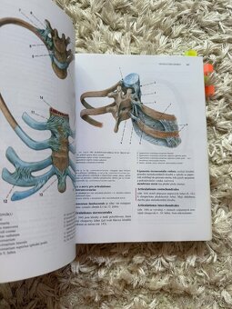 Čihák - Anatómia 1,2,3 - 3