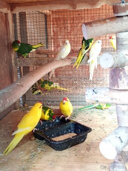 Kakariky červenočelė - 3