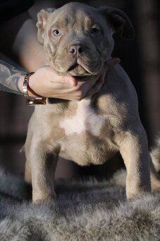🐾American Bully🐾 - 3