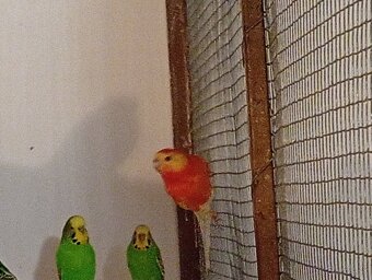 Papagáj spevavý - 3