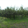 Predaj Záhrada & Pozemok 1641m² - 3