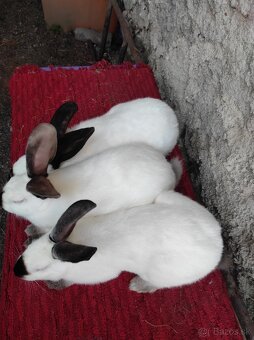 Predávam samičku aj samčeka hyla - 3