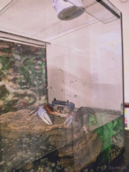 Krab suchozemský + akvárium - 3