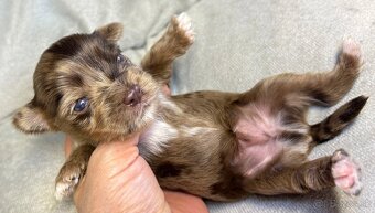Yorkshire Terrier s PP - 3