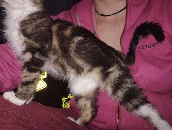 Darujem maciatko kocurik - 3