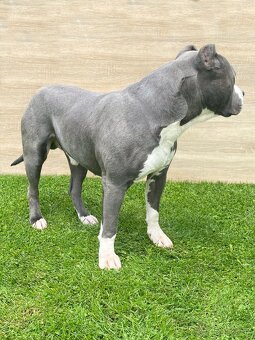 Krytie - AMERICKÝ STAFORDŠÍRSKY TERIÉR (amstaff, staford) - 3