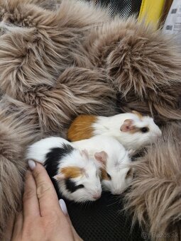 4 tyzdnove morcata - 3