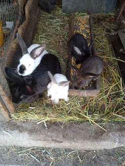 Predám králiky - 3
