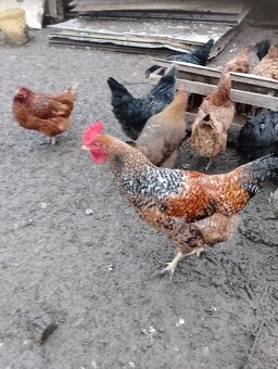 Predám Kohútov - 3