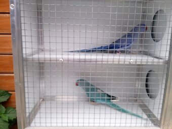 Alexandre malé ročník 24(DNA+PBFD test). - 3