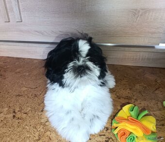 Shih-tzu s PP posledné šteniatko (shih tzu, shitzu, si-tzu) - 3