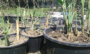trstina obrovská Aruna Arundo-donax Trsteník - 3