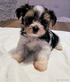Šteniatko Yorkshire Biewer Terrier - 3