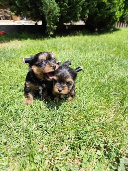 Yorkshire terrier mini - 3