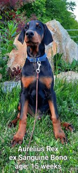 DOBERMANN šteniatka s P.P. - 3