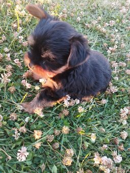 Yorkshire terrier, yorkshirsky terier, york - 3