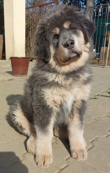 Tibetská doga - šteniatka s PP - 3