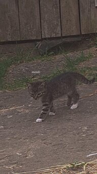 Darujem mačiatka - 3