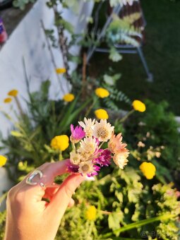 Fialový a biely sucho-kvet (slamienka) 🌸 - 3
