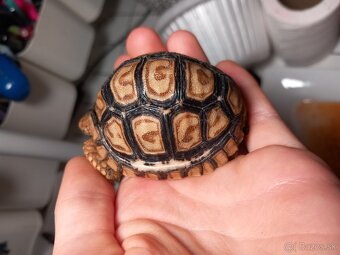 Kúpim korytnačku leopardiu z registrovaného chovu - 3