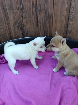 Shiba inu - 3