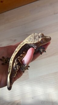 Predám pagekony riasnaté - 3