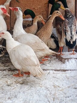 Predám kohútov aj kačky - 3