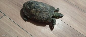 Predám koritňacka - 3