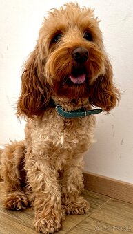 Cockapoo krytie - 3
